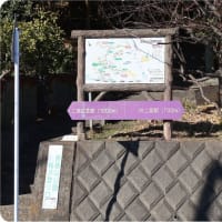 吾妻山公園（菜の花＆富士山）