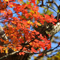 えびの高原の紅葉