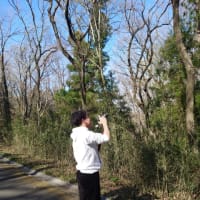 武蔵丘陵森林公園