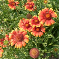 ◎7月の花：2006～2021～まとめ