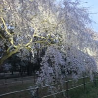 敷島公園（前橋）の桜2014