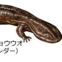 両生類の呼吸ーその６