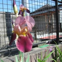 庭の花