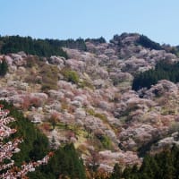 日本の美の粋を桜花に見つ
