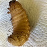 カブトムシの蛹化