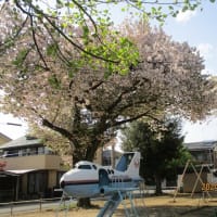 桜満開(^^♪近所の公園