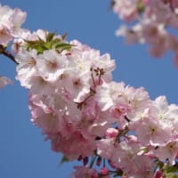 アーコレード　〈春咲の花〉　