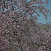 桜を巡る