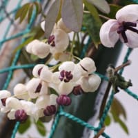 アケビの花とアオキの花