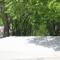 この～木何の木？in PORTO