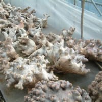 マダガスカルより多肉植物入荷しました。