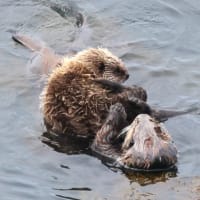 大きく育った・・