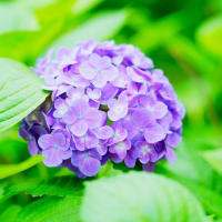 アジサイが続々開花 後編（板橋区立赤塚植物園 2025.6.8撮影）