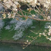 都電荒川線に乗ってきたよ♥️3