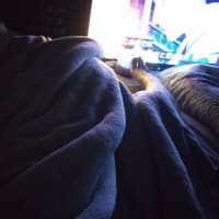 なにかがきました