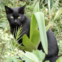 近所のノラ、地域猫２０２０