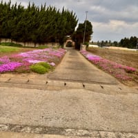 春のお花達