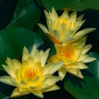 スイレンの花咲く唐比ハス園　2025/6/1