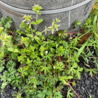オサンポ walk - 植物plant : スキマ草 Sukima-soh--アメリカフウロ＆オランダミミナグサなど Carolina geranium&mouse-eared chickweed