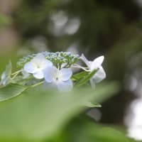 折々の写真＆雑感 542
