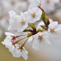 4月5日の桜満開