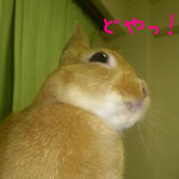 いたずらっこのドヤ顔