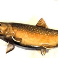 朱点のある大岩魚６５ｃｍ
