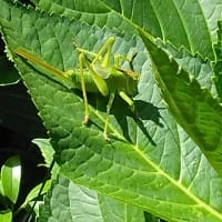 虫