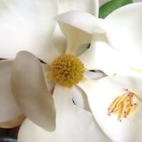 真白き花