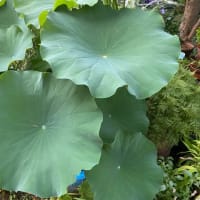 7月5日　庭の草取り