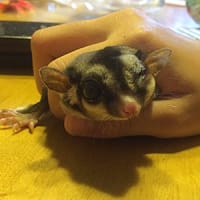 ひめちゃん、再び闘病生活・・・。