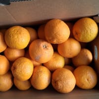 甘夏ミカンの収穫と剪定をする