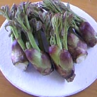 初もの・天然タラの芽