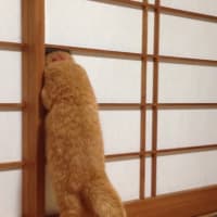 障子からこんにちわ