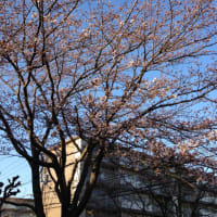 やっとかめ～の桜