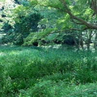 自然公園を散策