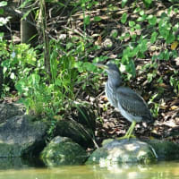 小さな島を動き回っていた、ササゴイの幼鳥。