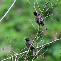 台湾南西部紀行　台中編　その３／カヤノボリ　タイワンオナガ　アカハラシキチョウ　クロヒヨドリ