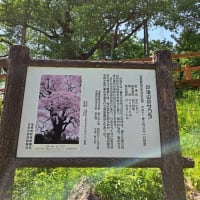戸津辺の"葉"桜