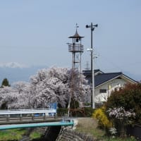桜花爛漫 火の見櫓と桜 in 松本市寿南