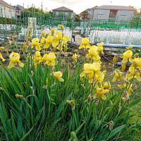 市民農園の黄色い花
