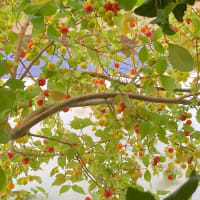 ピタンガはまだ実をつけ落としている6月末です〜！