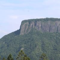 群馬県甘楽郡下仁田町の山里では、カシワバアジサイの花が咲いています