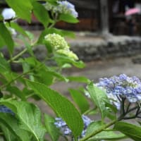 梅雨来る！紫陽花咲く！
