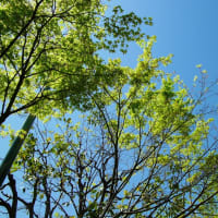 林へ行こう