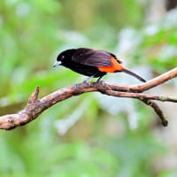 コスタリカ紀行　第1日目　グァピレス編　午前　その4／コスタリカキビタイシマセゲラ　ミドリインコ　ナツフウキンチョウ　ニショクキムネオオハシなど