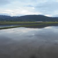夕方の田んぼコースを歩く