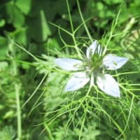 花のブログ