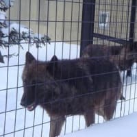旭山動物園に行った　オオカミを初めて見た！（2009.2.21）