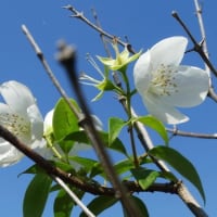 水戸で6月に見た白い木の花(2)